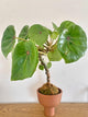 Begonia Rouge Variegated in Kokedama (Pot Included)