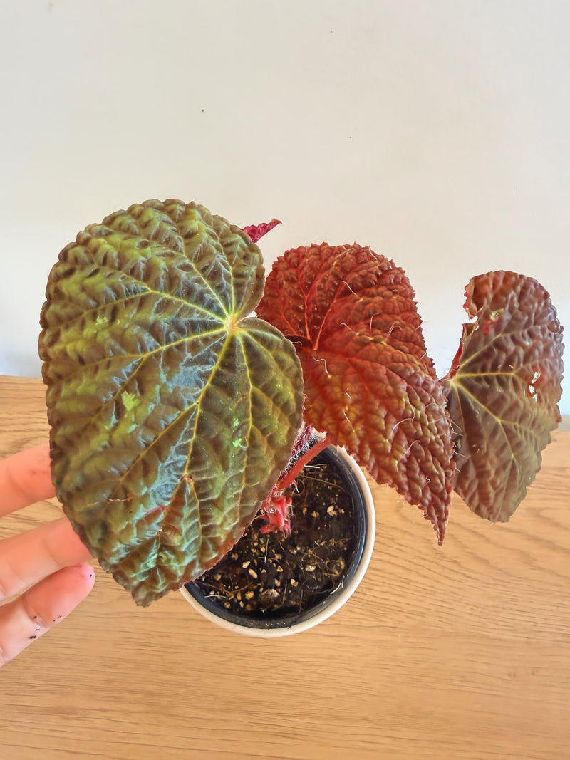 Begonia Longiciliata ‘Mint Chocolate’