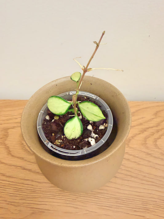 Hoya Heuschkeliana Variegated