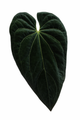 Anthurium Black Velvet