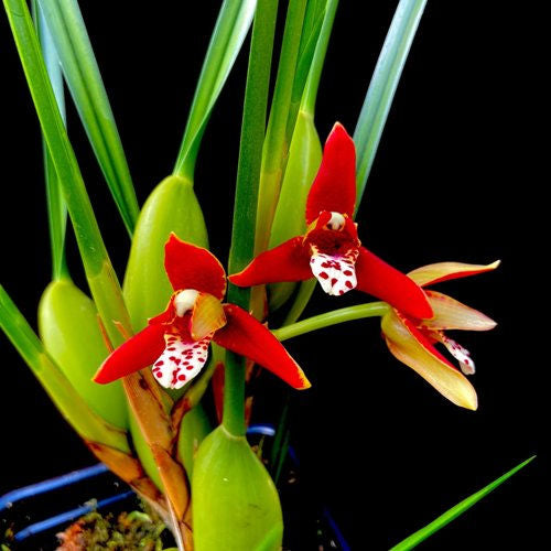 Maxillaria Tenuifolia