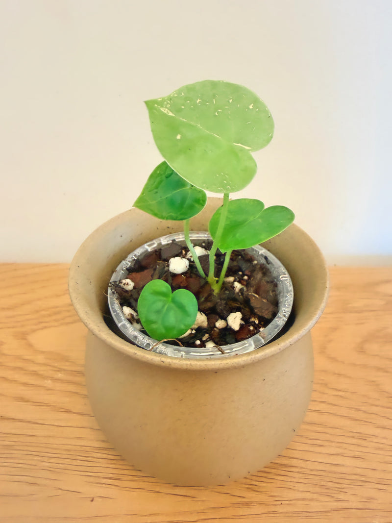 Anthurium King Clarinervium