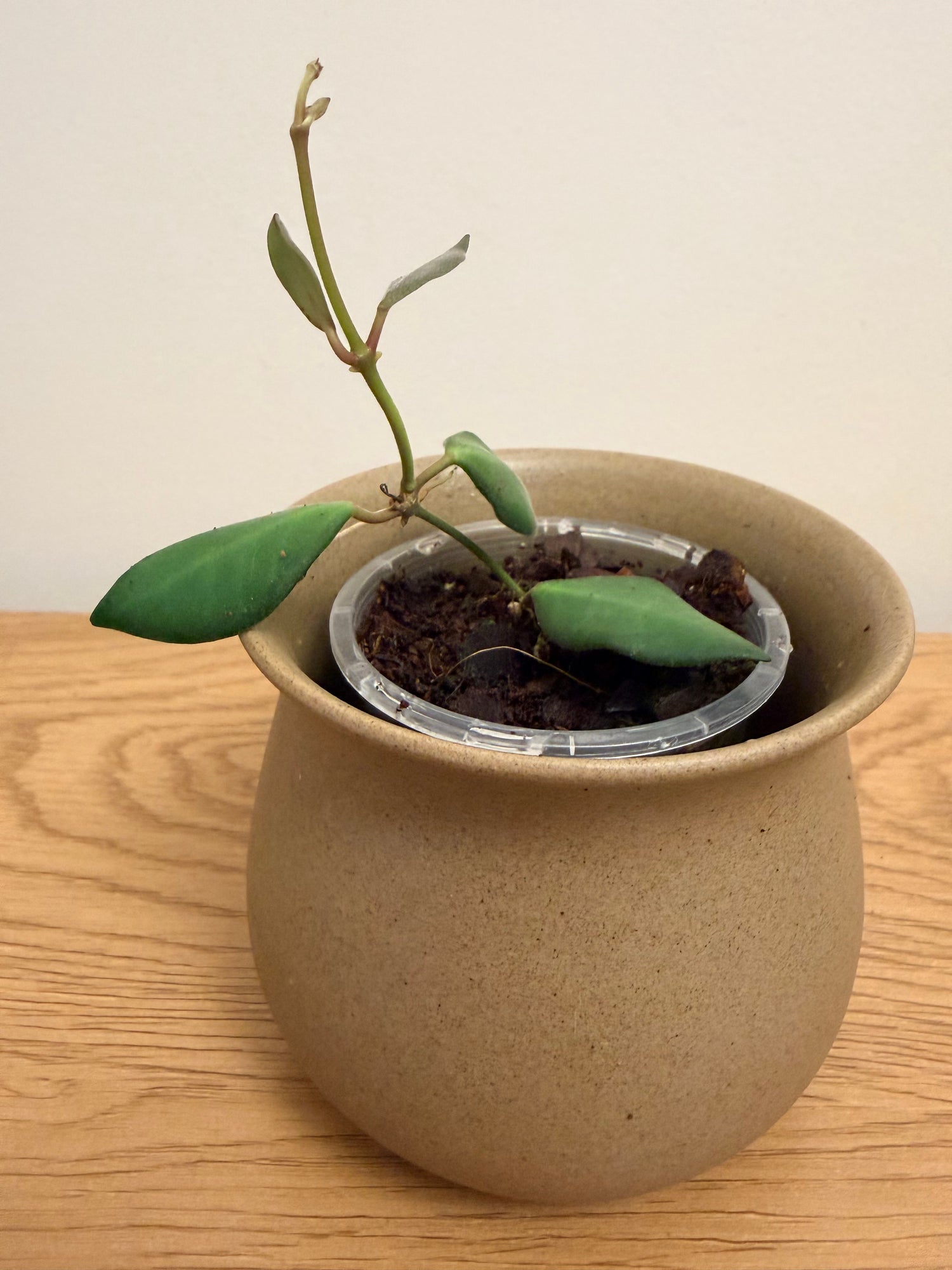 Hoya Burtoniae aff. (B)