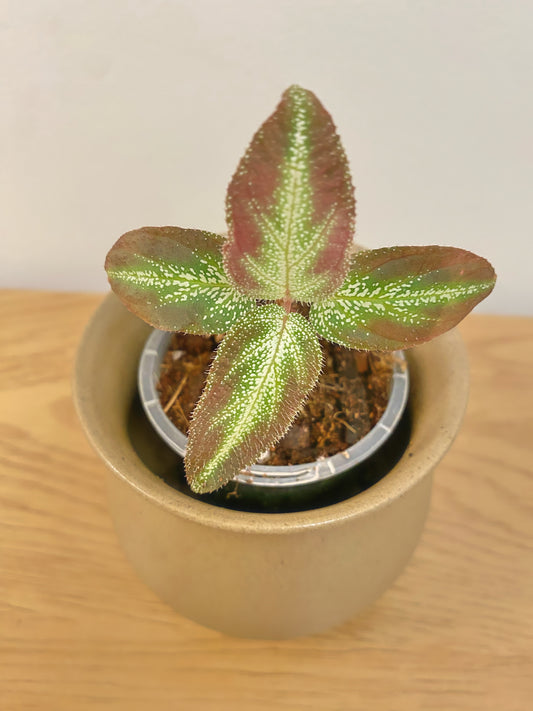 Sonerila sp. Starry Sky