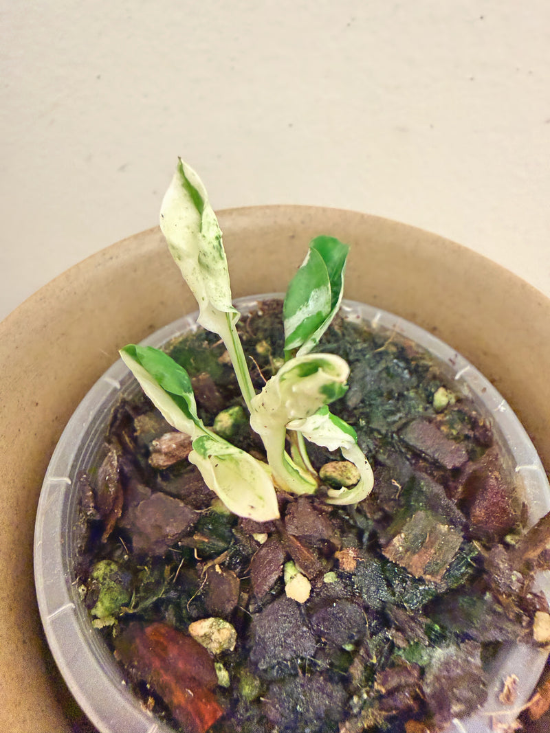 Epipremnum Teruno Love Song
