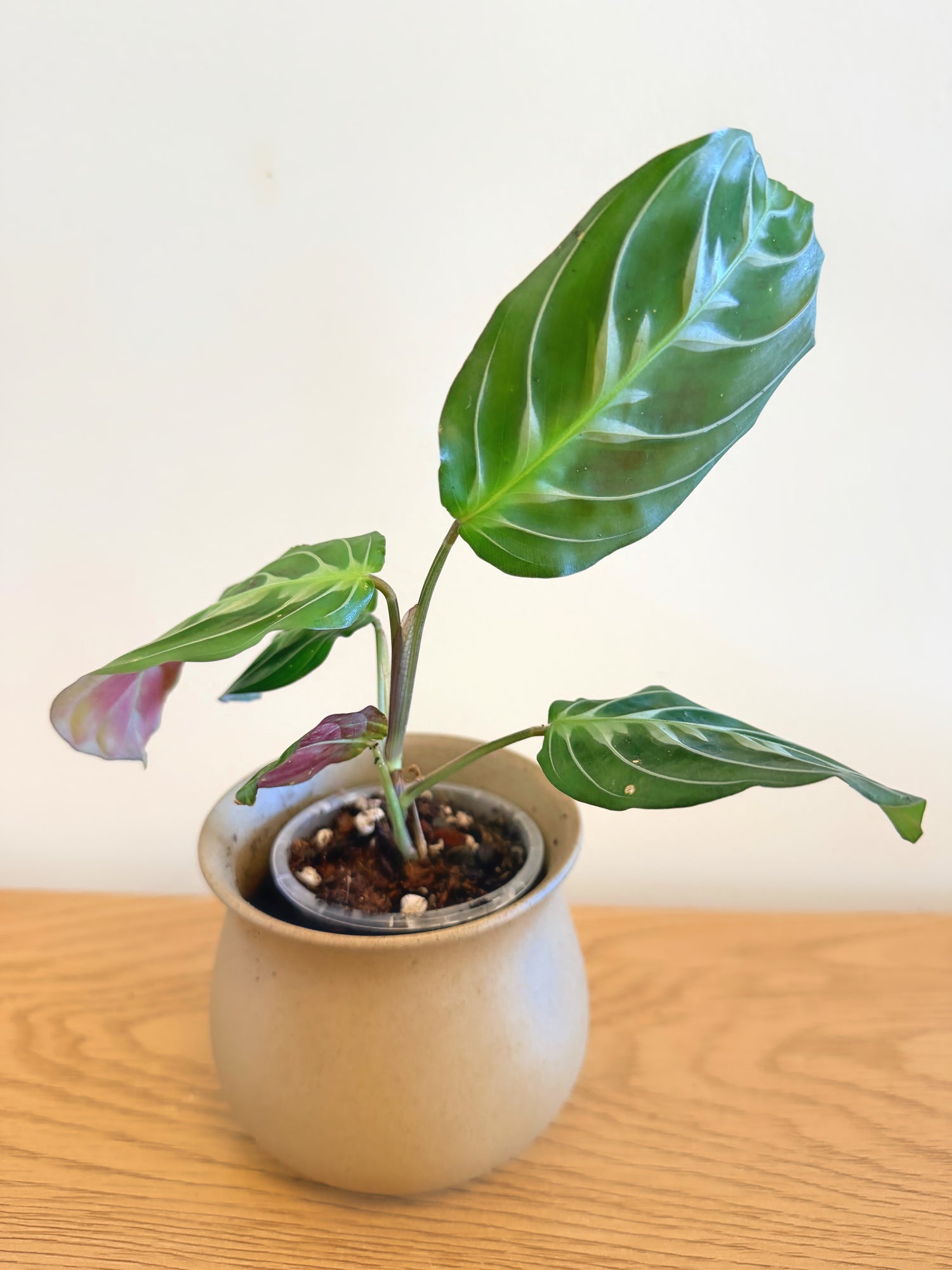 Maranta Massangeana Black (A)