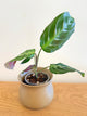 Maranta Massangeana Black (A)