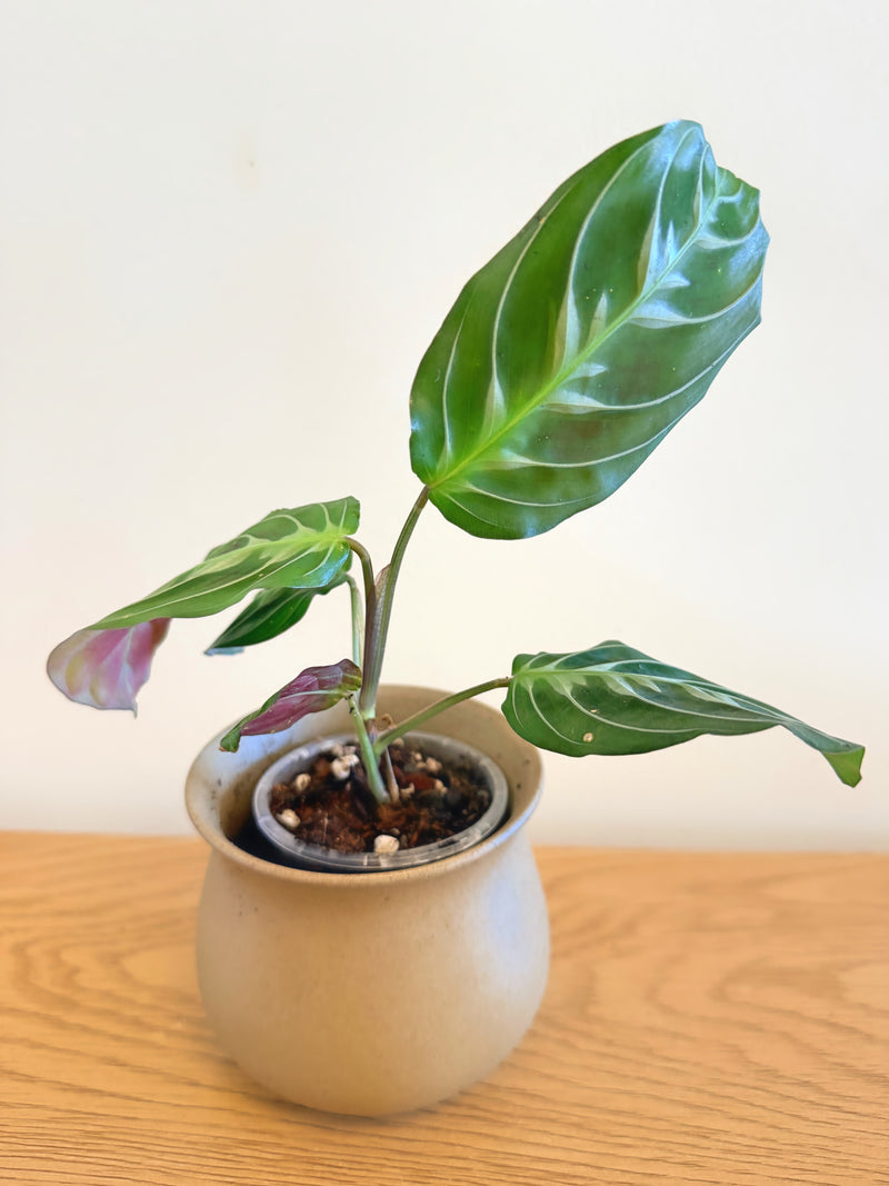 Maranta Massangeana Black (A)