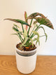 Syngonium Pink Rolli (mother plant)