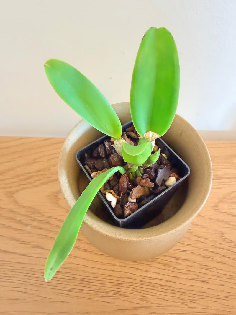 Cattleya LC Mini Song ‘Petite’