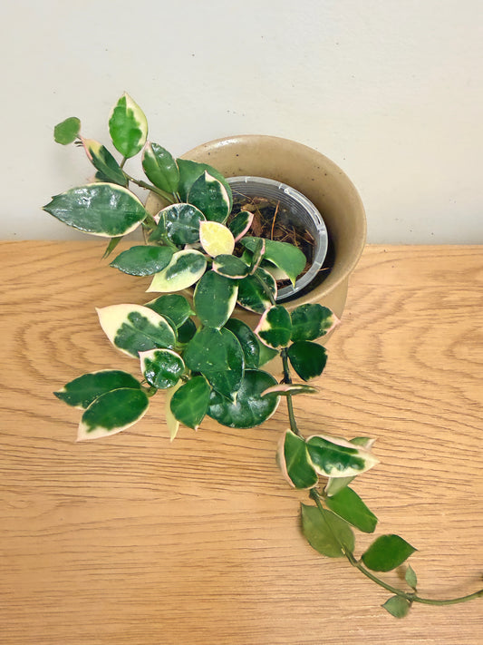 Hoya Lacunosa Asami Outer Variegated (B)