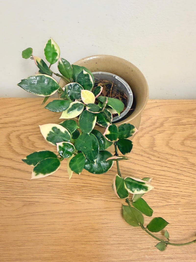 Hoya Lacunosa Asami Outer Variegated (B)