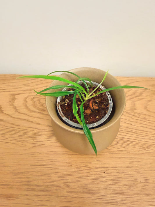 Philodendron Tortum