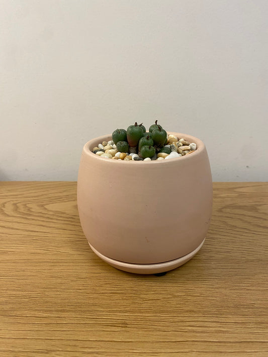Conophytum Uviforme