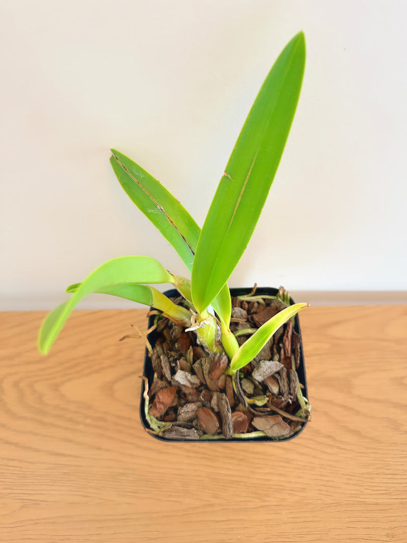 Lc. Mari’s Magic ‘H&R’ x Slc. Angel’s Fantasy ‘Solar Flare’ FCC/AOS