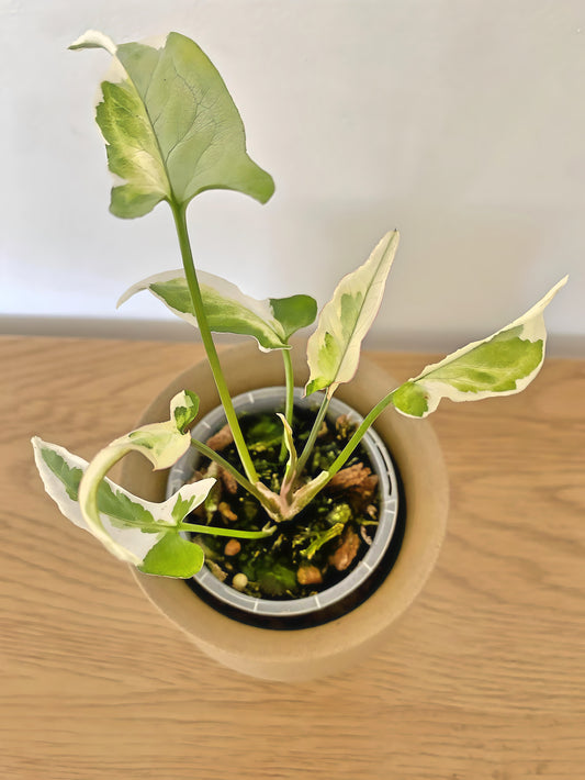 Syngonium Starlite