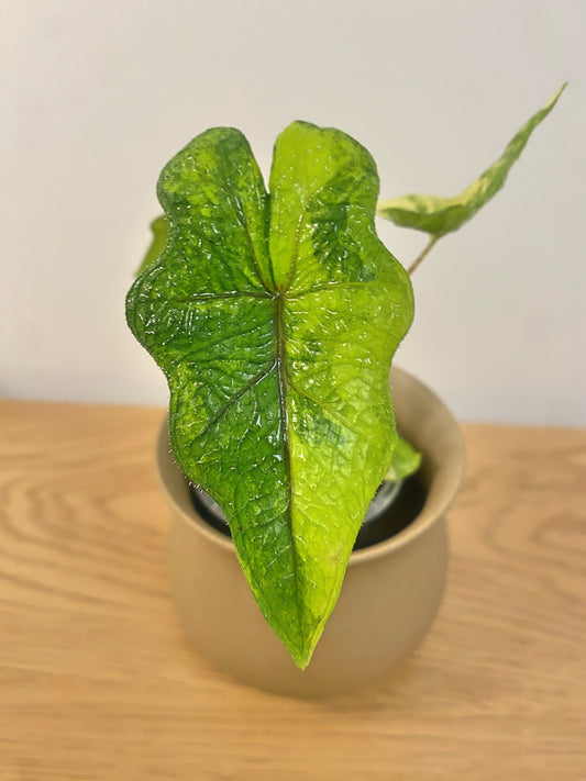 Alocasia Jacklyn Variegated