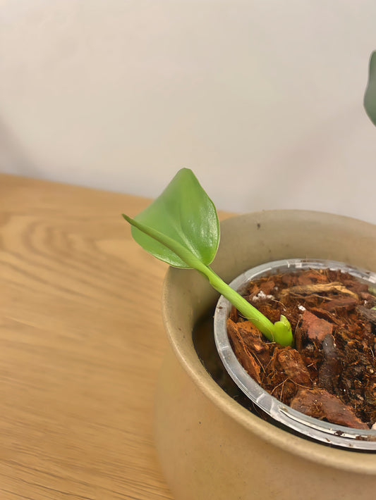 Philodendron Jerry Horne