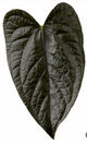 Anthurium Queen of Hearts