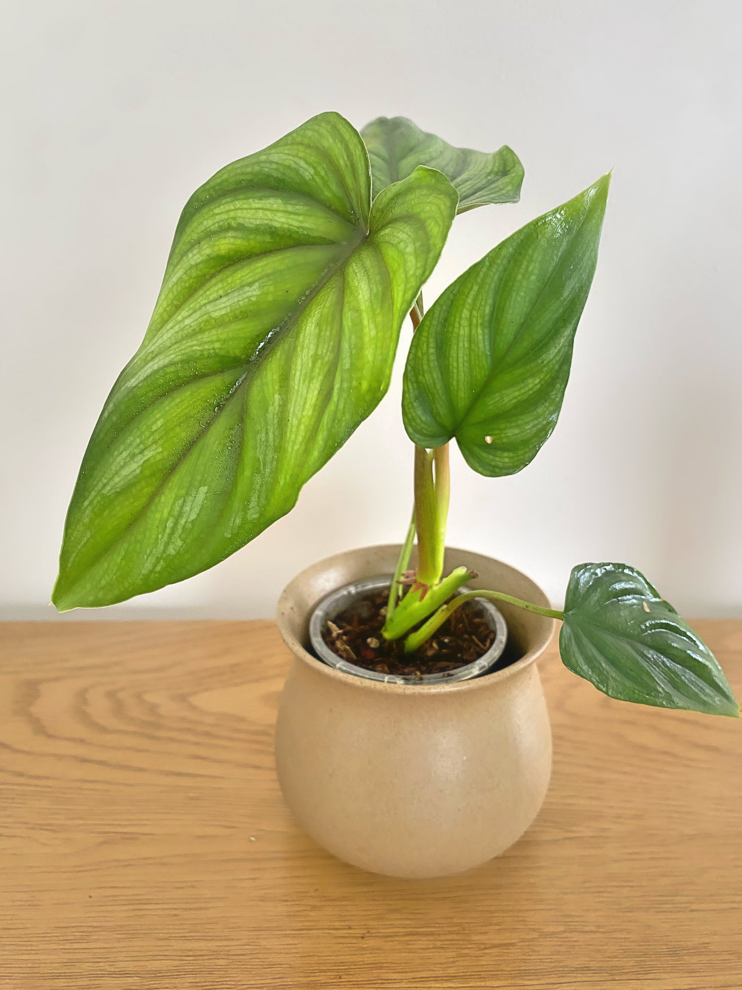 Philodendron Plowmanii
