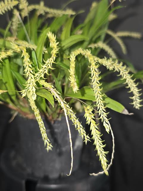 Dendrochilum Tenellum ‘Caribou Whiskers’