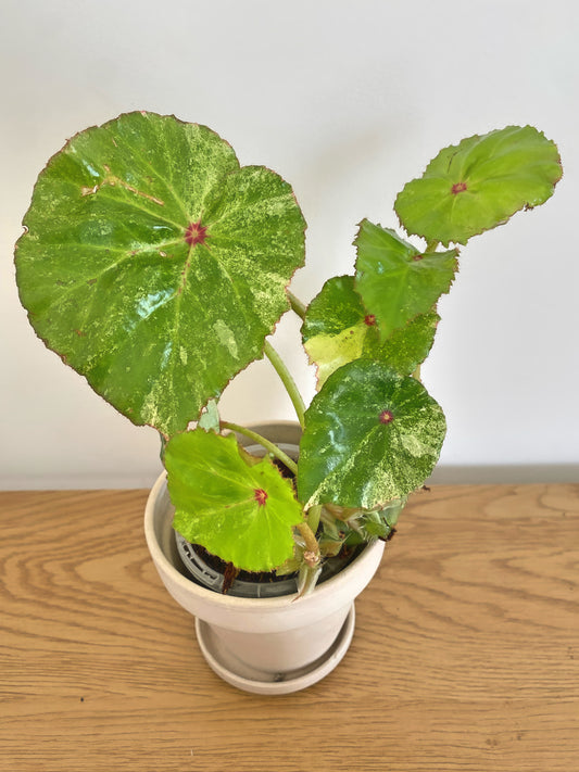 Begonia Rouge Variegated (B)