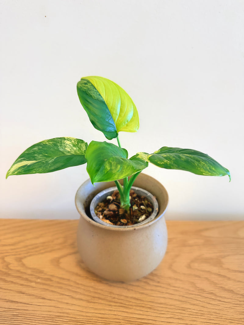 Homalomena Aurea (B)
