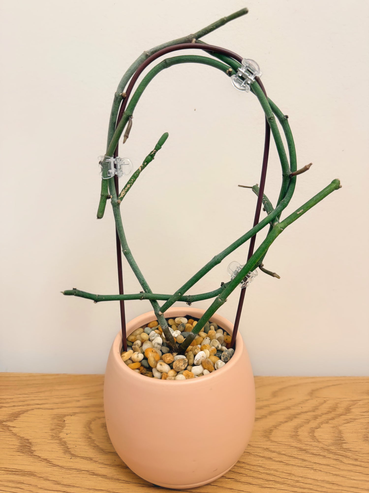Ceropegia Ampliata