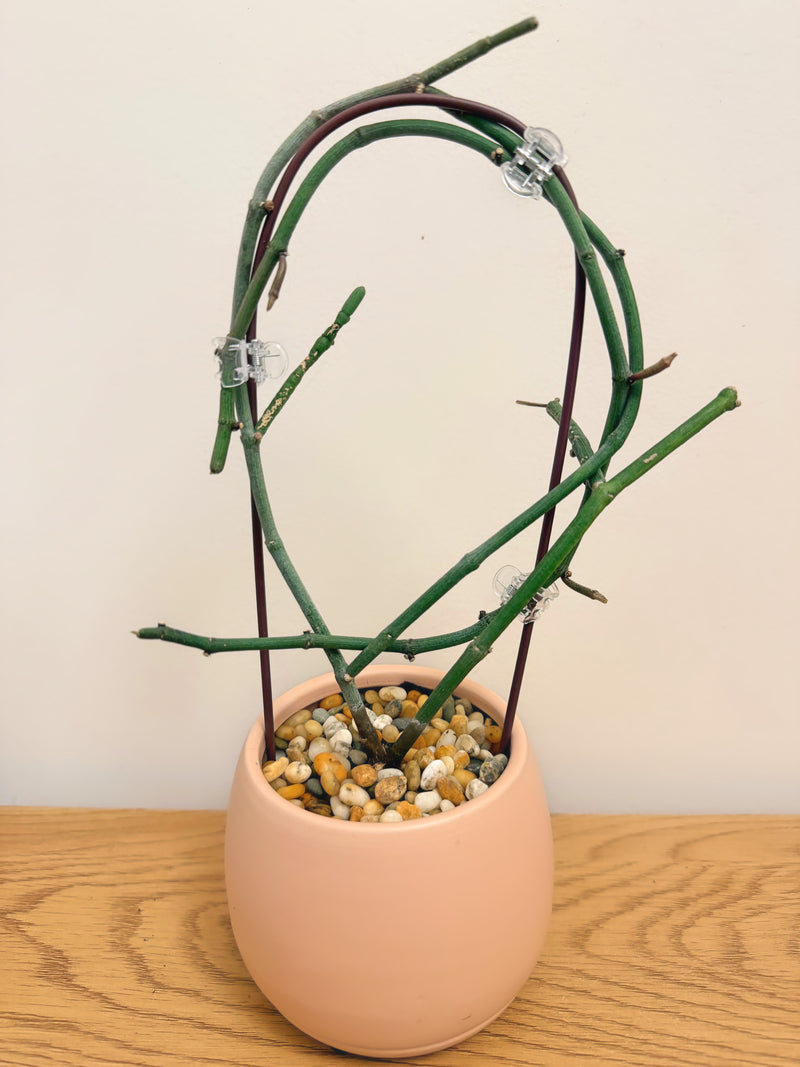 Ceropegia Ampliata