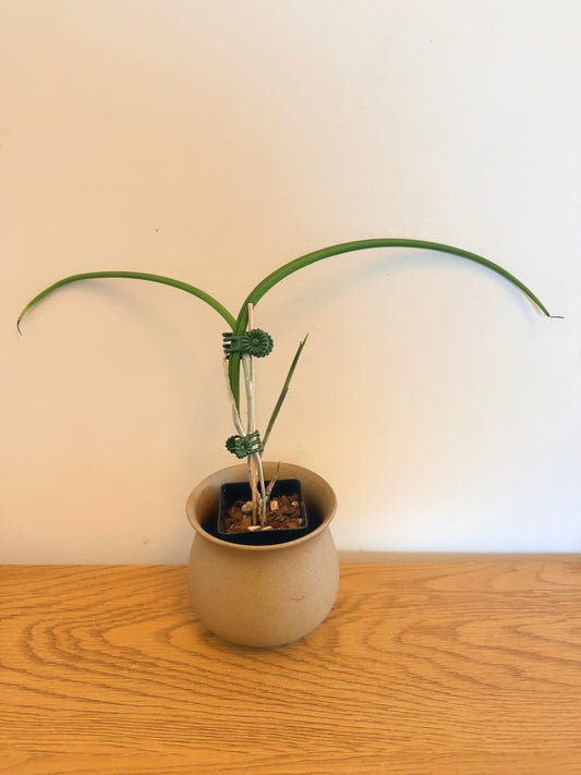 Brassavola Perrinii