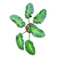Philodendron Rugosum Aberrant