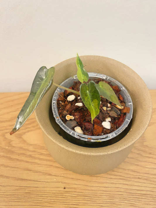 Alocasia Bambino Aurea