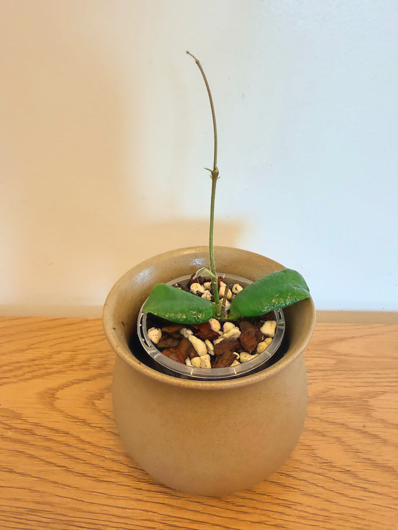 Hoya Rotundiflora