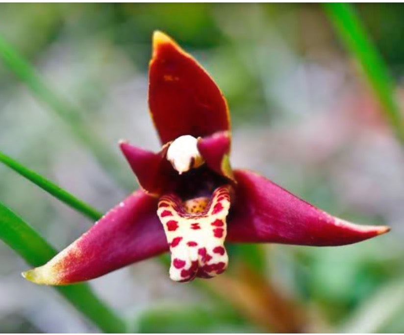 Maxillaria Tenuifolia