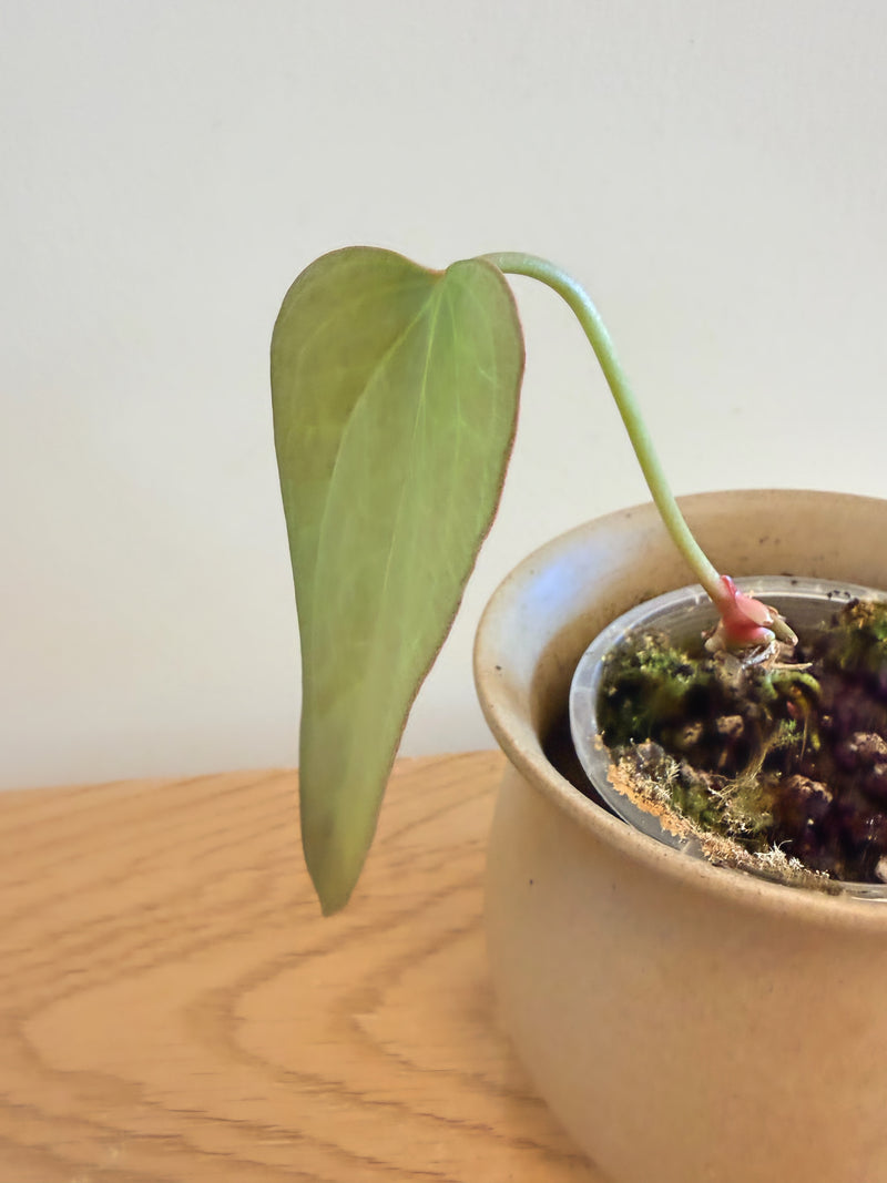 Anthurium Queen of Hearts