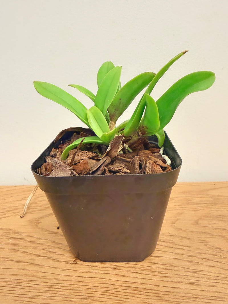 Brassocattleya Keowee ‘VI-Galaxy’ (Cattleya Lorraine Shirai x Brassavola Nodosa)