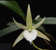 Angraecum Elephantinum x Sib