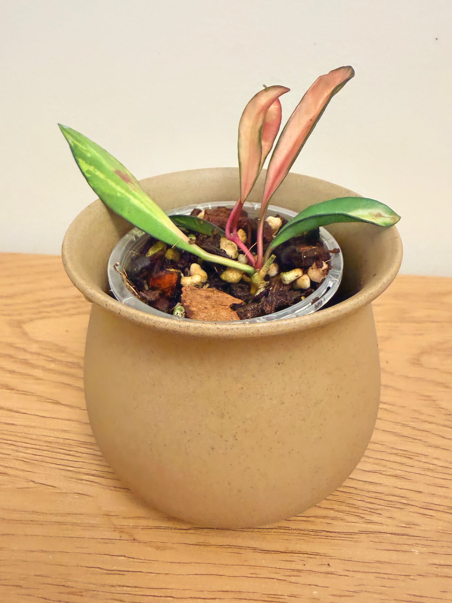 Hoya Wayetii Inner Variegated