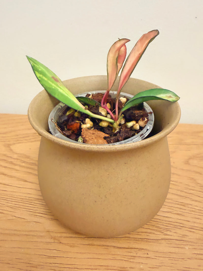 Hoya Wayetii Inner Variegated