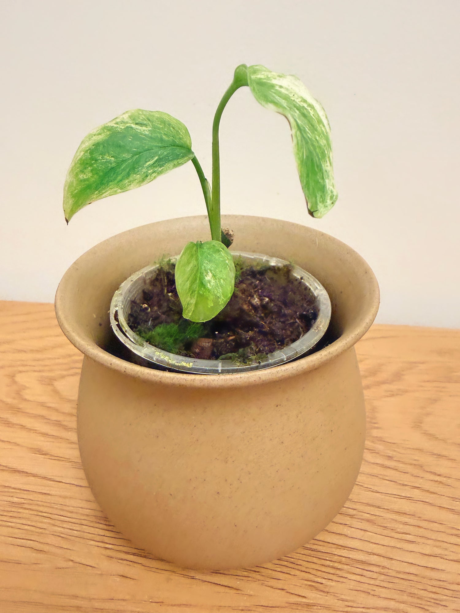 Monstera Laniata Mint