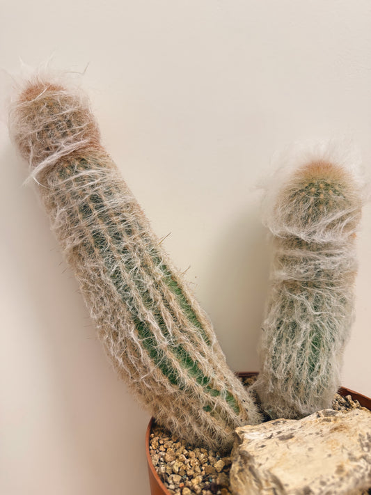 Espostoa Lanata