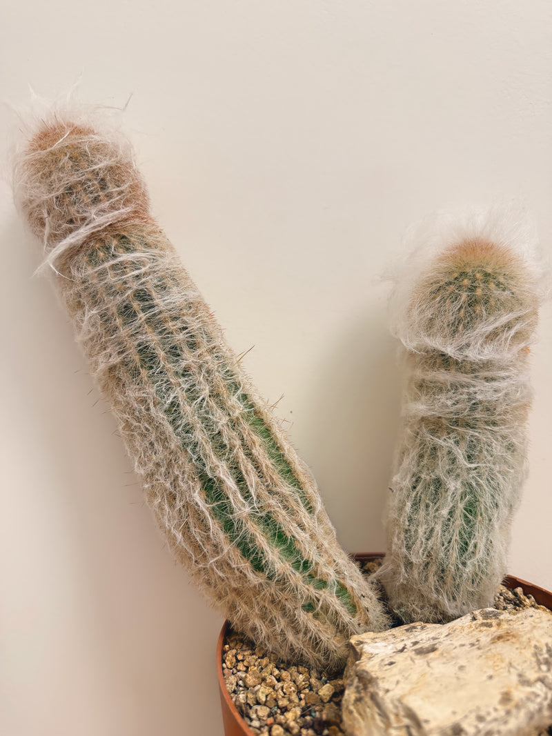 Espostoa Lanata