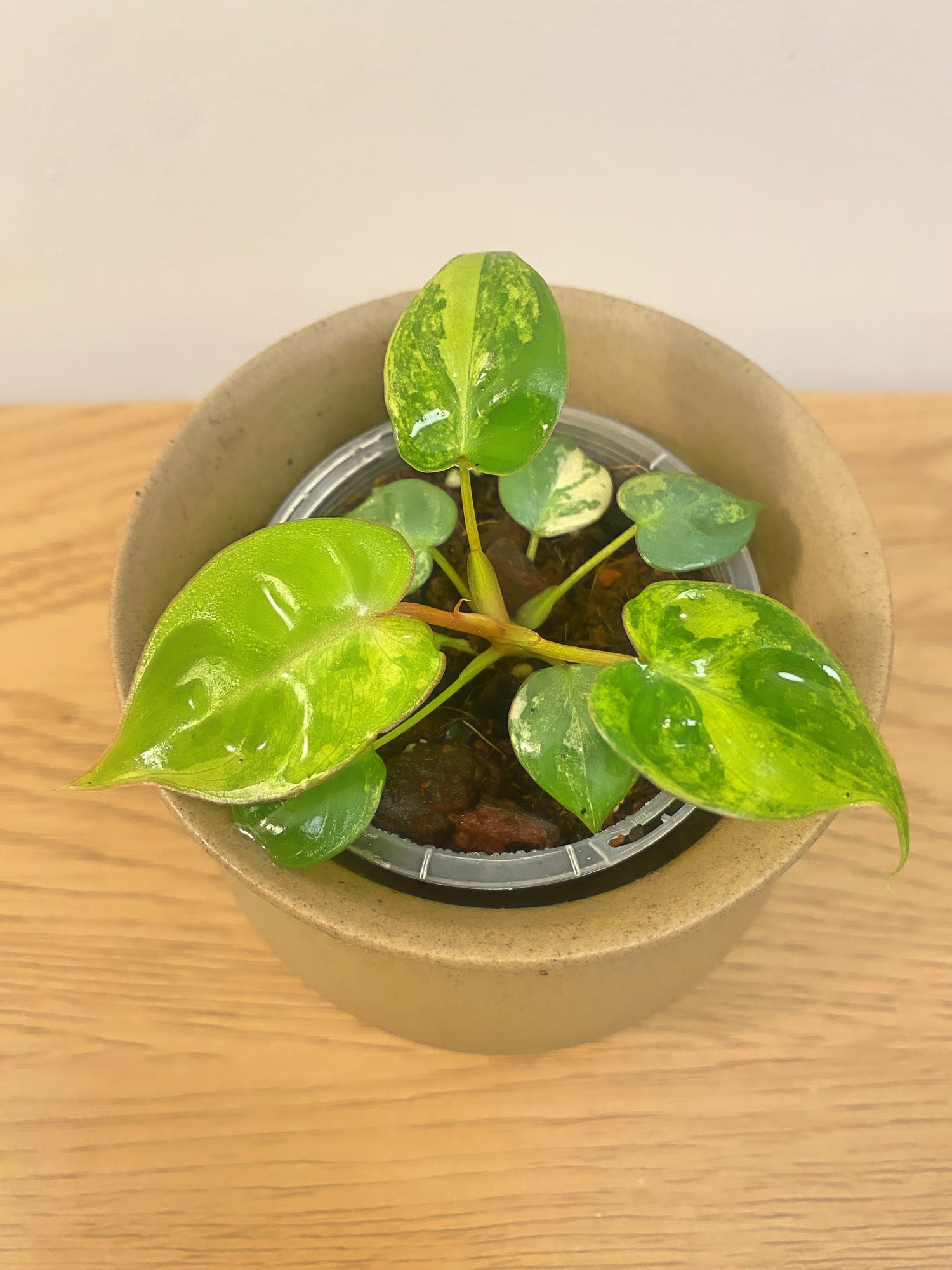 Philodendron Billitiae Variegated