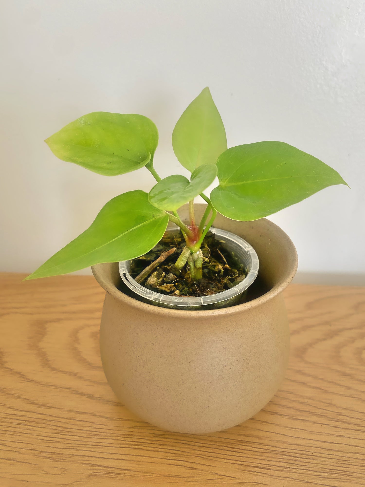 Anthurium Hookerii