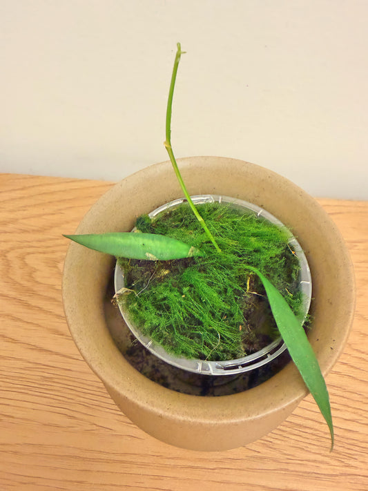Hoya Tsangii Inner Variegated