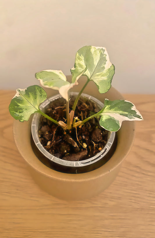 Syngonium Starlite