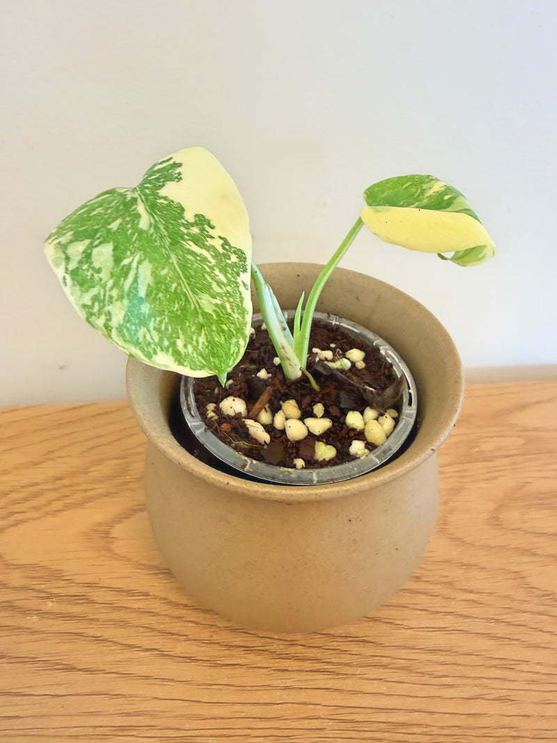 Monstera ‘Placer Gold’ (Golden Sand)