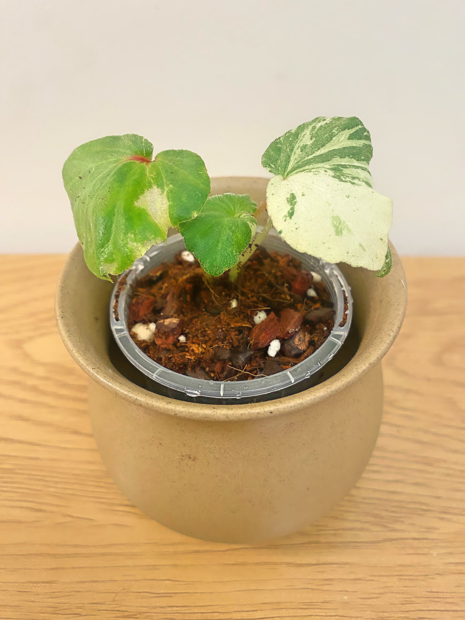Begonia Rubropilosa Variegated