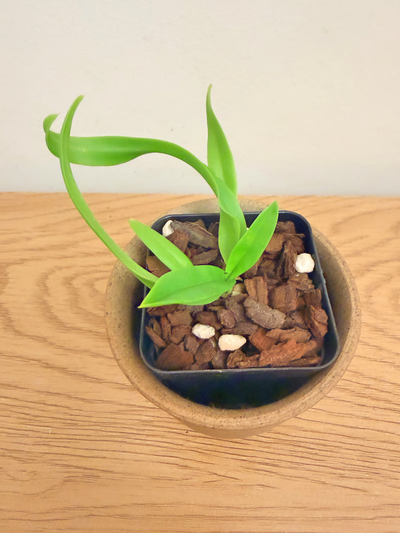Holcostylis Yawi Girl ‘White Ball’