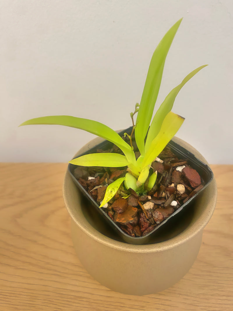 Oncidium Tsiku Marguerite ‘CT-Romantic Fantasy’